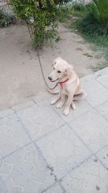 İtlər: Retriever, 4 ay, Erkək, Peyvəndli, Ünvandan götürmə — 3