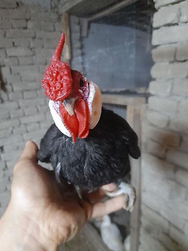 qarğa balası satılır: Minorka ag qulaq yumurtası satılır yalnız — 8