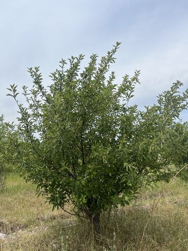 Сельхоз предприятия: Продаю Питомник растений, 1000 соток, Действующий, Без оборудования, Скважина, Холодная вода, Электричество — 10