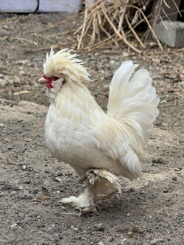 птица голуби: Продам пару декоративных султанок