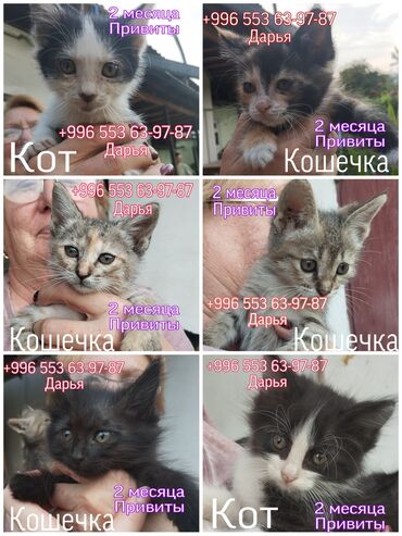 объявления о найденных животных: Кошка даром: Беспородная, 2 месяца, Мальчик, Приучена к лотку, Проглистована, С прививками