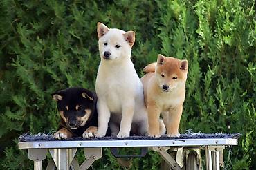 Psi: NEW "MINMIGORA' S" litter "Minmigora' s" Shiba Inu kennel present new — 10