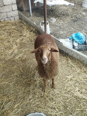 Qoyunlar, qoçlar: Hər ikisi cins quzlaridir iksdə dişdir 5-6 aylıq quzlardir qiyməti — 20