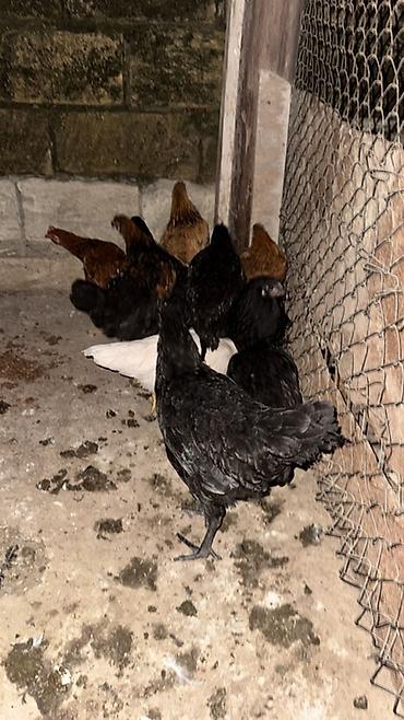 Куры: Məhsul: Ev toyuqları 5 dene Avstrolop — 1