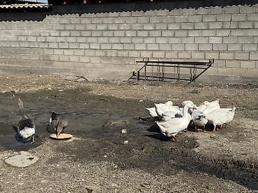 Продам с/х животных: Домашние гуси по 3000 сом есть 4 штук большие успейте забрать — 2
