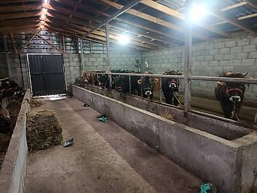 Коровы, быки: Продаю | Бык (самец) | На откорм | Привязанные — 6