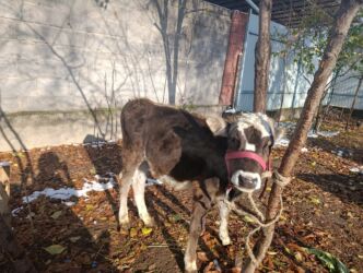 домик для животных: Бир эркек торпок сатылат 2,5-айлык породасы Ала-Тоо, баасы 45 000с