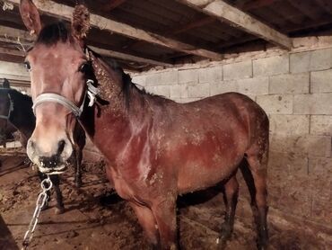 сабачий домик: Байланган семиз тай кунан сатылат село петровка
