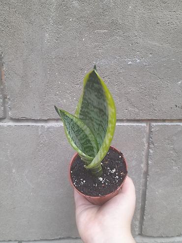 Сансевиерия (Sansevieria trifasciata), компактный детка в пластиковом
