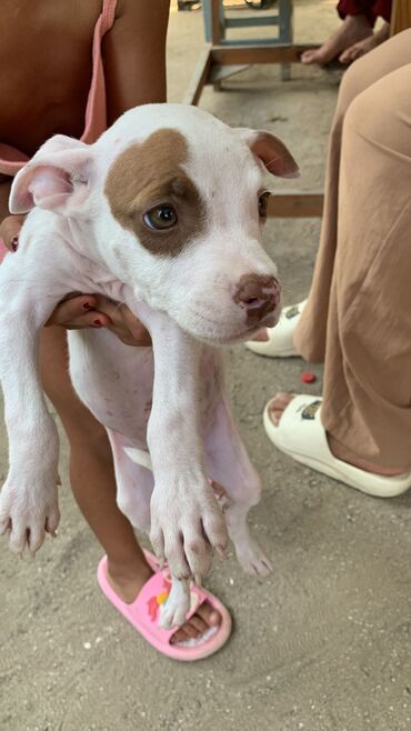 İtlər: Pitbul