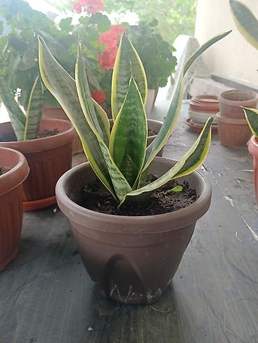 тещя: Сансевиерия (Sansevieria trifasciata, «щучий хвост», «тещин язык») в — 3