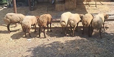 simmental inək cinsi: Qoyunlar – ana sürü üçün - Növ: yerli ətlik-quyruqlu qoyunlar - Say — 2