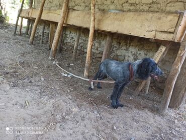 токтулар сатылат: Эркек 6 айлык Спаниель привкалары алынган басы