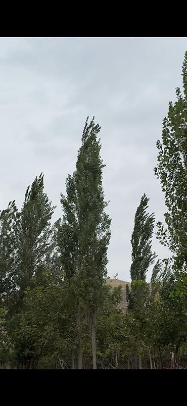 Коммерческая недвижимость: Участок 47 соток с готовыми плодовыми деревьями с прямым выходом в — 2
