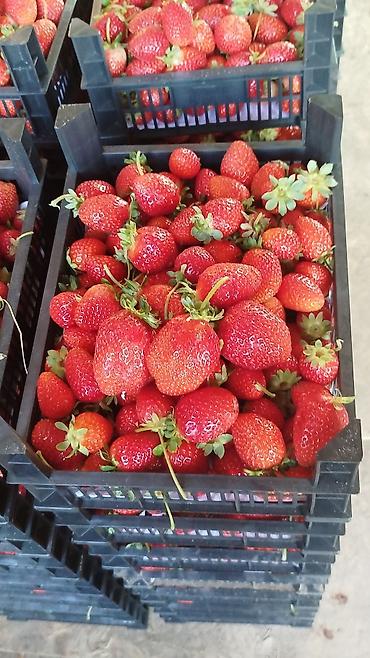 Помидоры: Помидоры Сливки — 9