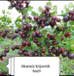 qapi ve pencere: Krjovnik