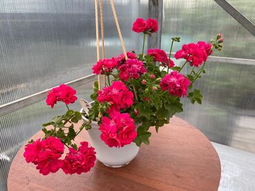 Другие комнатные растения: Пеларгония (плющелистная) — 8