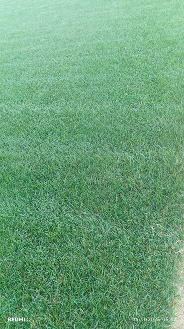 Süni qazon: Rulonlu qazon – professional əkilib-becərilmiş, sıx və vahid yaşıllıq — 7