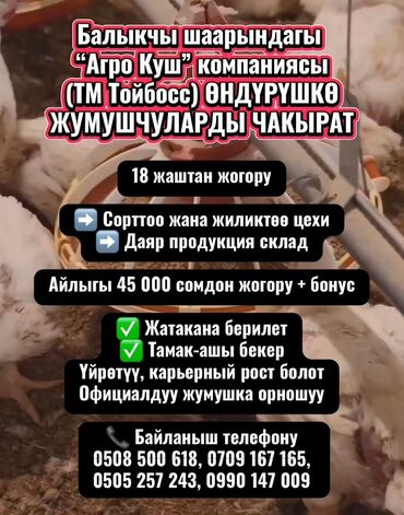 работа водитель бишкеке: Балыкчы шаарындагы “Агро Куш” компаниясы (ТМ Тойбосс) ӨНДҮРҮШКӨ