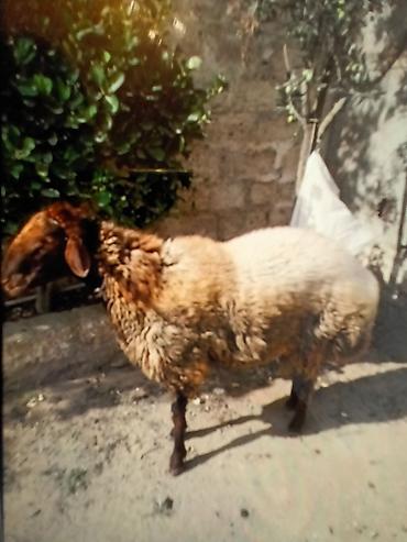 Tam sağlam damazlıq qoç,diri çəkidə 9 manatdan satıram hal hazırda lalafo.az -da Tam sağlam damazlıq qoç,diri çəkidə 9 manatdan satıram hal hazırda