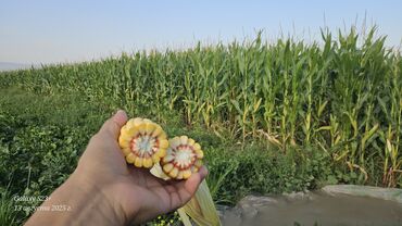 срочно продаю в связи с переездом: Кукуруза на силос 2 га