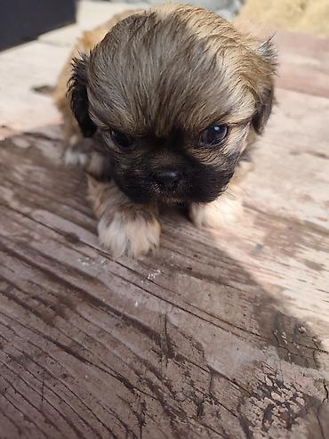 İtlər: Pekines, 1 ay, Erkek — 4