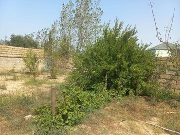 Bağ evlərinin kirayəsi: Görədil, 40 kv. m, 2 otaqlı, Su, İnternet, İşıq — 6