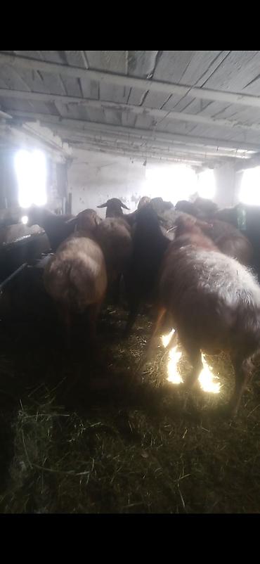 Баран, овца: Продаю | Баран (самец) | Полукровка | На забой | Матка — 2