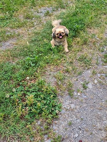 diri quzu qiymeti: Pekines, 1 il, Dişi, Peyvəndli, Ünvandan götürmə — 9