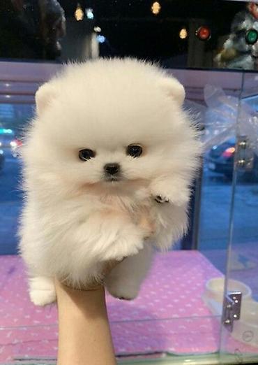 pomerian spitz: Şpitz, 2 ay, Sənədli — 1