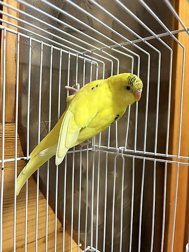 quş papuqay: Erkek Sarı dalmatian naxışlı dalğalı tutuquşu (budgerigar) - Növ — 3
