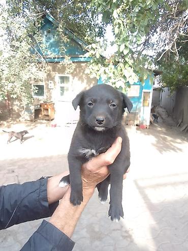 Иттер сатылат: 🐶 Щенки ищут любящий дом! 🏡❤️ Ищем самых добрых и ответственных — 3