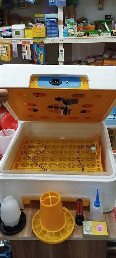 Kənd təssərüfatı avadanlığı: Inkubatorlarin birinci əl satişi unversal inkubator inkubator 196 — 3