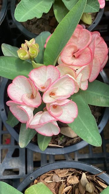 Молочаи: Эуфорбия Миля тайский (Euphorbia milii, «корона Христа») в горшке. - — 4