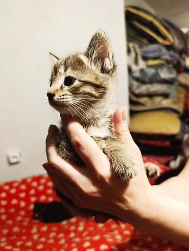 Отдам даром: В добрые руки — 16