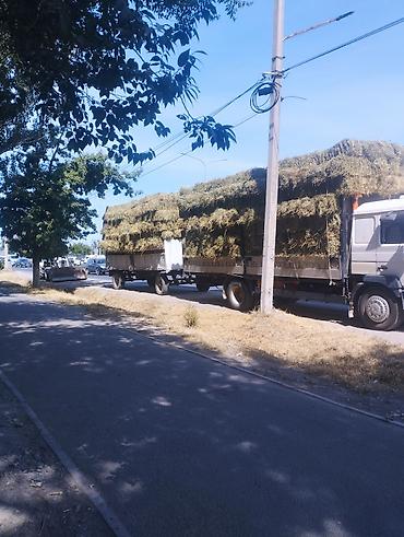 бесплатная кошка ош: Продаю Сено разнотравье клевер тюки оптом с доставкой цена за тюк — 1