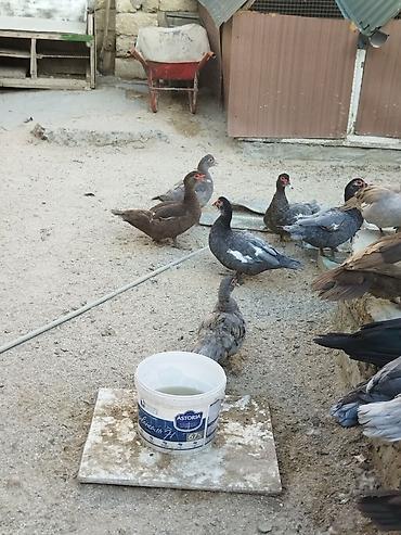 Kənd təsərrüfatı quşları: Lal ördəklər krasnadar macar zümrüd lavanda super heyvanlardı — 4