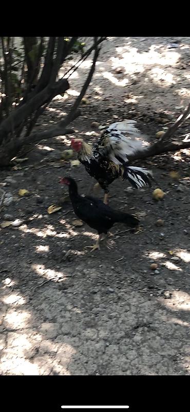 qus sesleri: Toyuq, Damazlıq — 3