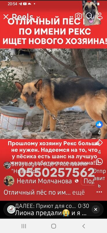 приму в дар: Отдадим в надежные и добрые руки овчарку с последующим ненавязчивым