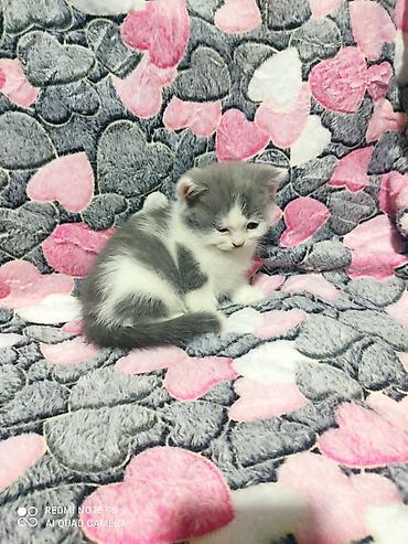 Pişiklər: Şotland yastı qulaq, Erkək, Dişi, Ünvandan götürmə — 9