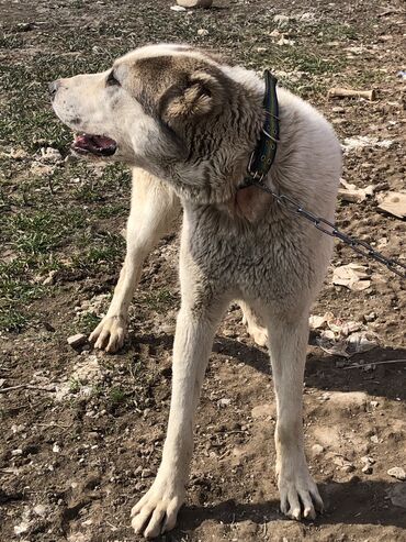 Алабай 1 год чистокровная собака из кочкора