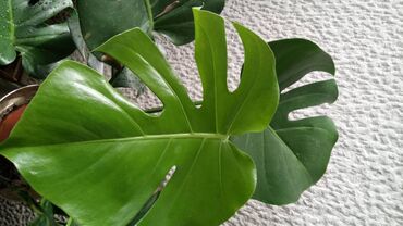 Sobne biljke: Filadendron, jednostavan za održavanje