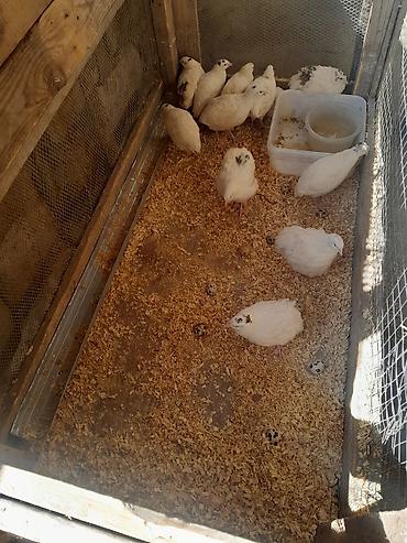 bıldırcın ne kadar: Məhsul: Ağu rəng ağırlıqlı bıldırcınlar (yumurtlayan sürü) Təsvir: - — 4