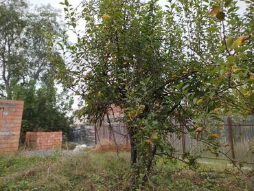 Torpaq sahələrinin satışı: 4 sot, Tikinti, Maklerlər narahat etməsin, Kupça (Çıxarış) -da lalafo.az — 13 Torpaq sahələrinin satışı: 4 sot, Tikinti, Maklerlər narahat etməsin, Kupça (Çıxarış) — 13