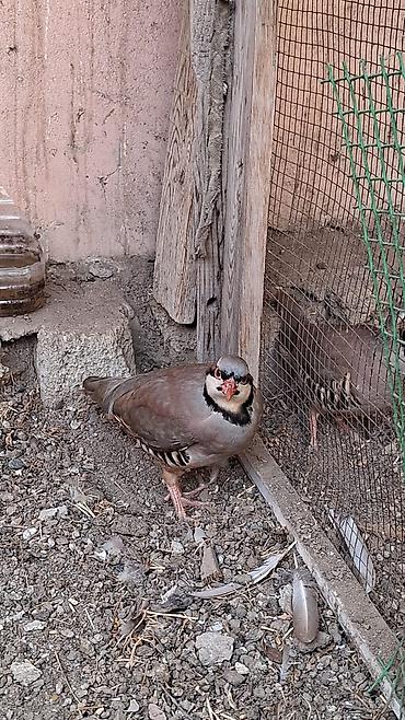 qus bazari: Xinali keklik qusu 8 ayliqdir fərədi saglamdir — 2