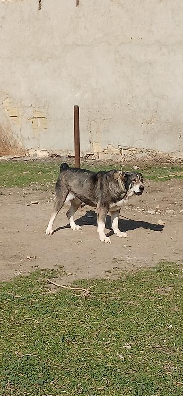 İtlər: Qurdbasar, 2 il, Dişi — 8