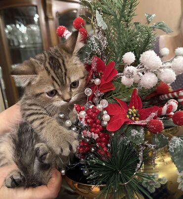 Pişiklər: Şotland — 8