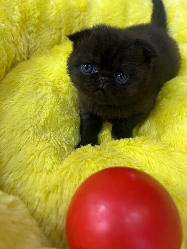 Pişiklər: Şotland yastı qulaq, Erkək, Dişi, Yaxşı əllərə, Ünvandan götürmə, Pulsuz çatdırılma, Ödənişli çatdırılma — 8