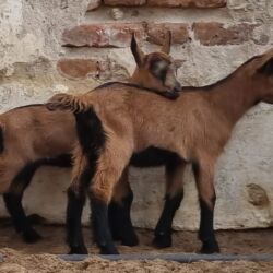 Keçi, çəpiş: Saanen/Anglo-Nubian tipli südlük keçi sürüsü - Fotoşəkillərdə görünən — 12