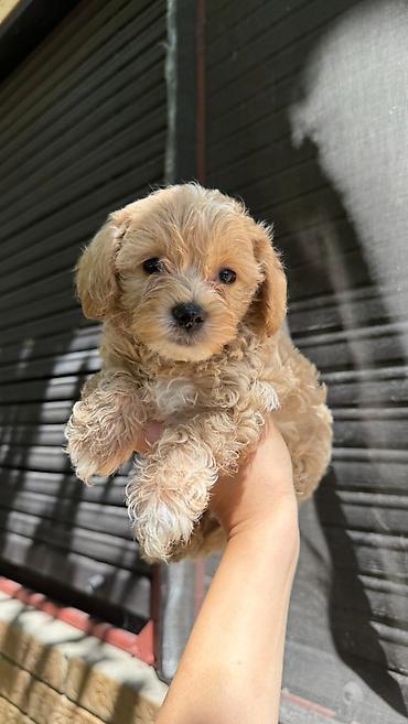 šišanje pasa pančevo: Maltipoo kucici,prelepi,odgajani u kuci.Ocisceni od — 1